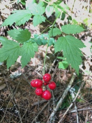 Actaea rubra rubra