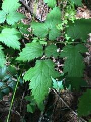 Actaea rubra rubra