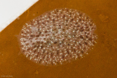 Corambe pacifica