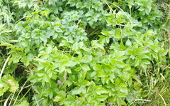 Angelica gmelinii