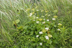 Angelica gmelinii