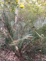 Macrozamia communis