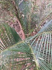 Macrozamia communis