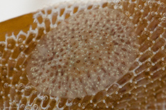Corambe pacifica