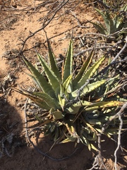 Agave cerulata