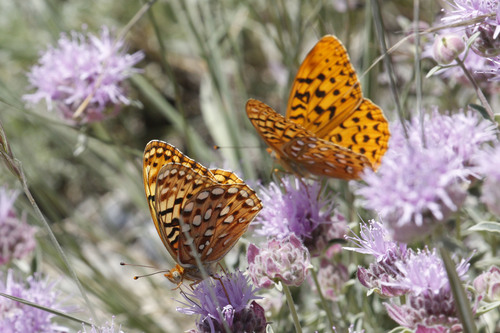 Hydaspe Fritillary