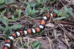 Lampropeltis micropholis