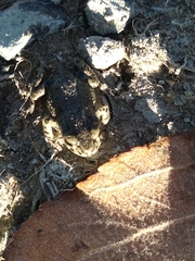 Bufotes viridis