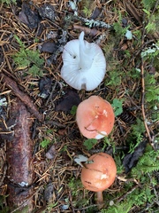 Russula bicolor