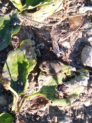 Bufotes viridis