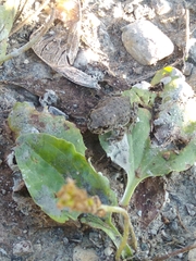 Bufotes viridis