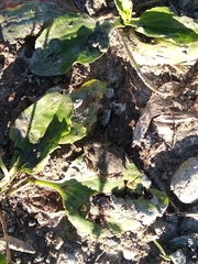 Bufotes viridis