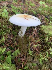 Russula crassotunicata