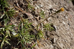 Raillardella scaposa