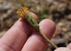 Raillardella scaposa
