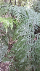 Asplenium × lucrosum