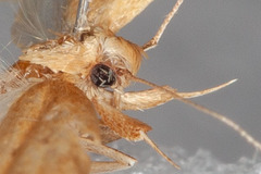 Helcystogramma badia