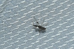 Myodocha serripes
