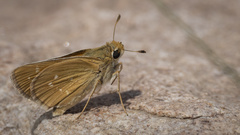 Hesperia leonardus pawnee