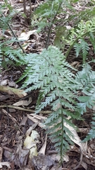 Asplenium × lucrosum