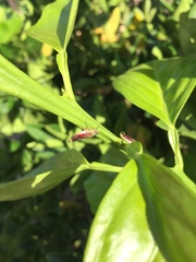 Homalodisca liturata