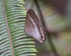 Euptychoides laccine