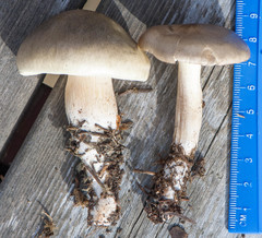 Tricholoma