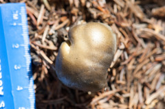 Tricholoma