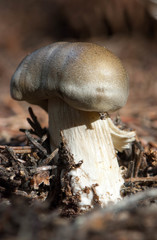 Tricholoma