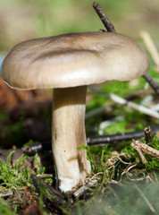 Tricholoma