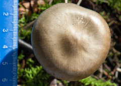 Tricholoma