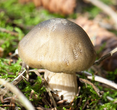 Tricholoma