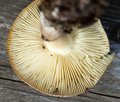 Tricholoma