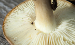 Tricholoma