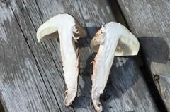Tricholoma