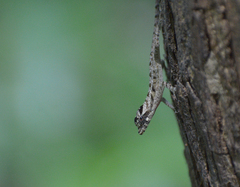 Anolis lemurinus
