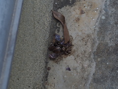 Lissachatina fulica