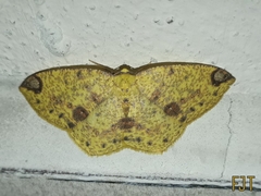 Periclina