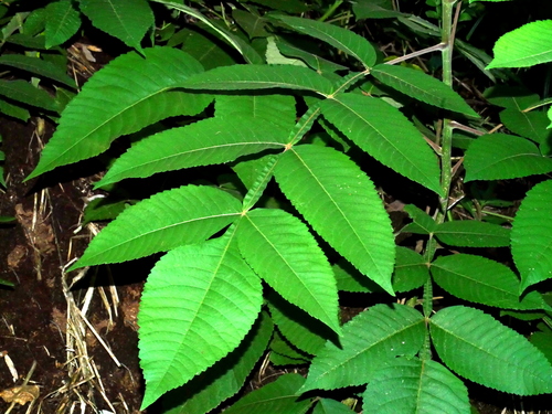 Variety Rhus chinensis chinensis · iNaturalist