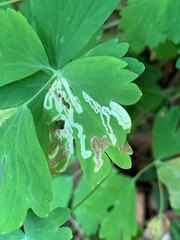 Phytomyza minuscula group