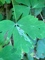 Phytomyza minuscula group