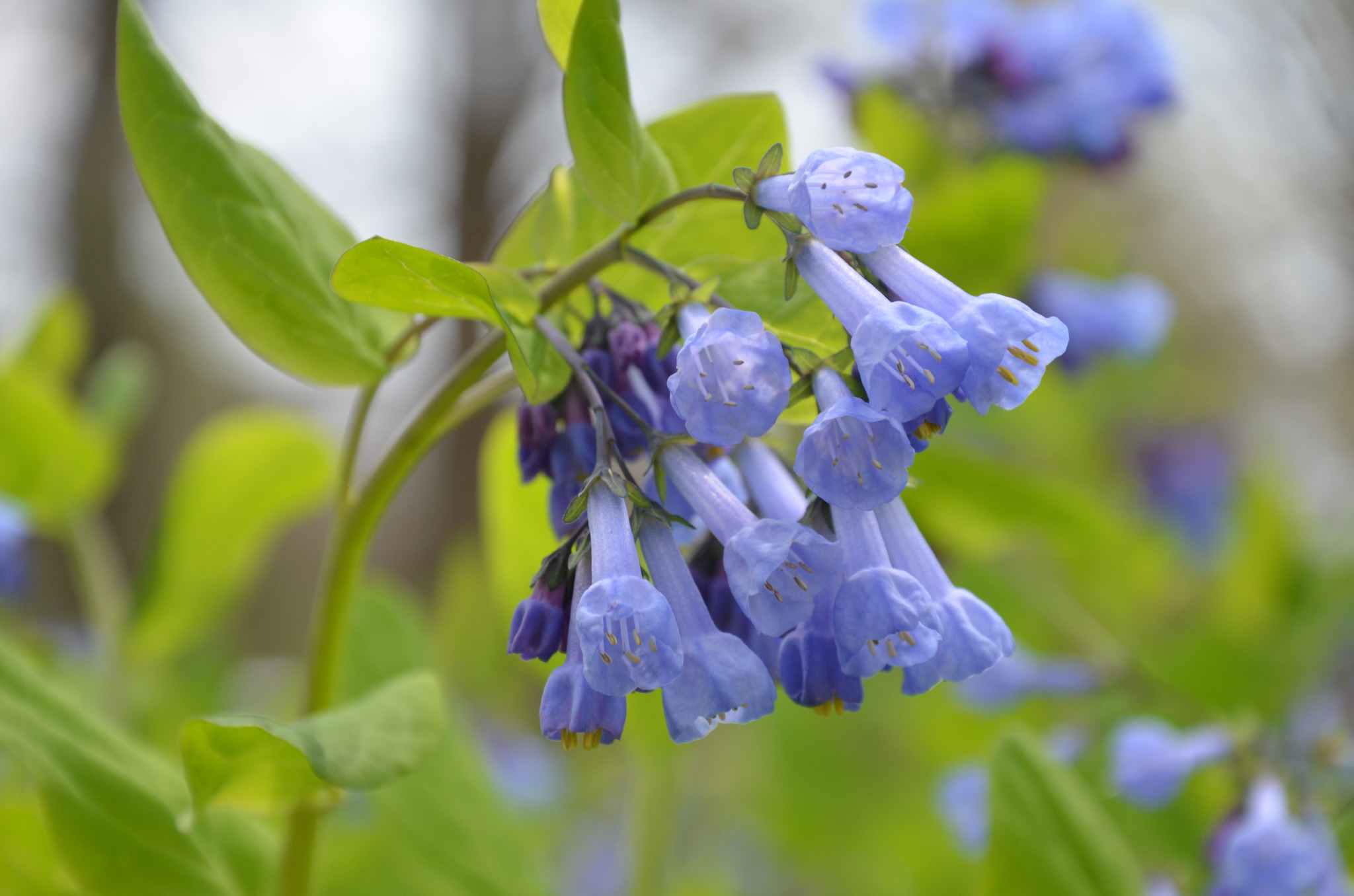Mertensia
