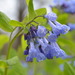 Mertensia - Photo (c) Michael Kappel, some rights reserved (CC BY-NC)