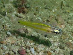 Ostorhinchus cavitensis