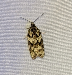 Acleris gloveranus