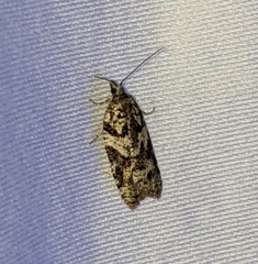 Acleris gloveranus
