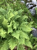 American Alpine Lady Fern - Photo (c) Steve Ansell, some rights reserved (CC BY-NC), uploaded by Steve Ansell