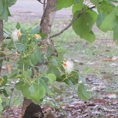 Stomiopera unicolor