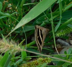Grammodes bifasciata