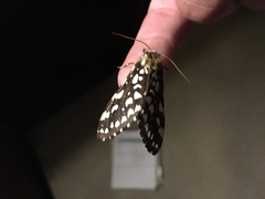 Lophocampa ingens